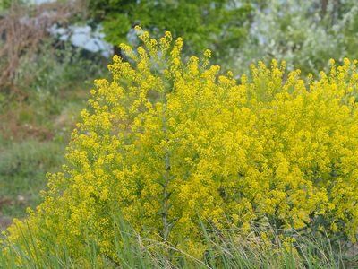 Isatis tinctoria, photographed by carnifex