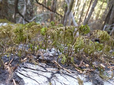 Dendroalsia abietina, photographed by Drew Meyer