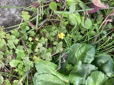 Oxalis exilis, photographed by Samuel Brown