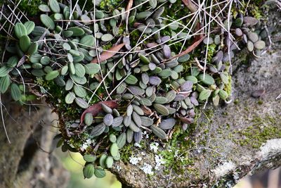 Dendrobium linguiforme, photographed by Thomas Mesaglio