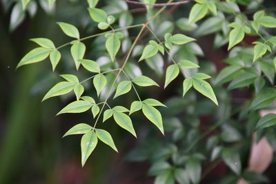 Nandina domestica, photographed by Thomas Mesaglio