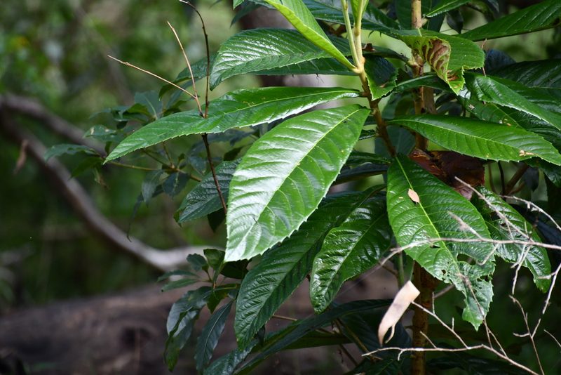 Eriobotrya japonica, photographed by Thomas Mesaglio