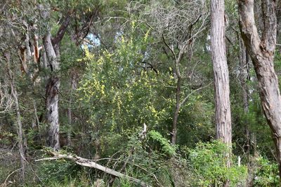 Acacia iteaphylla, photographed by Thomas Mesaglio