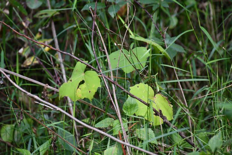 Hibiscus mutabilis, photographed by Thomas Mesaglio
