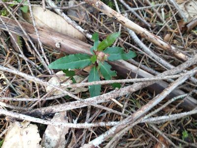 Chimaphila menziesii, photographed by Drew Meyer