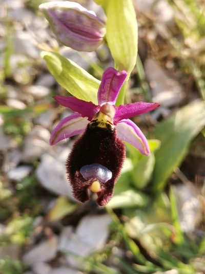 Ophrys bertolonii, photographed by Ljaž