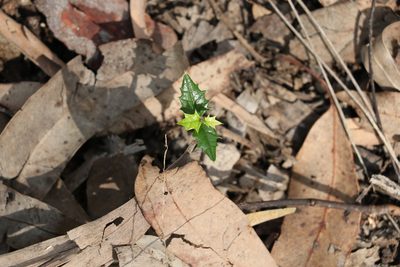 Aphananthe philippinensis, photographed by Greg Tasney