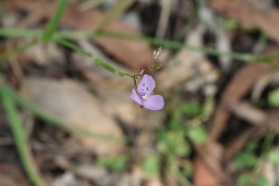 Murdannia graminea, photographed by Greg Tasney