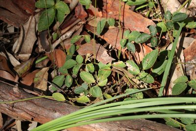 Maekawaea rhytidophylla, photographed by Greg Tasney