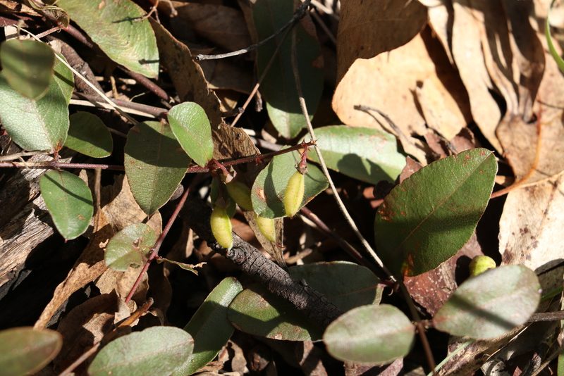 Podolobium scandens, photographed by Greg Tasney