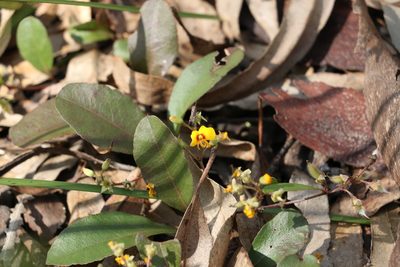 Podolobium scandens, photographed by Greg Tasney