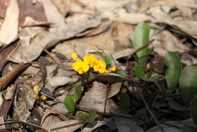 Podolobium scandens, photographed by Greg Tasney