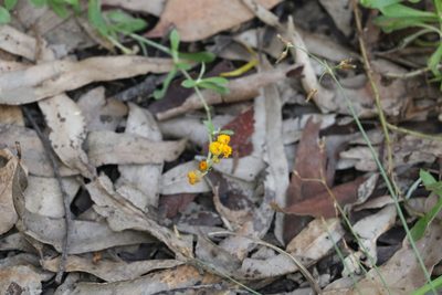 Chrysocephalum apiculatum, photographed by Greg Tasney