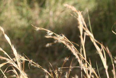Andropogon virginicus, photographed by Greg Tasney