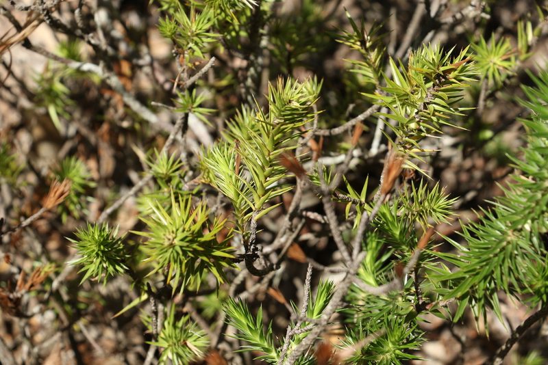 Melichrus adpressus, photographed by Greg Tasney