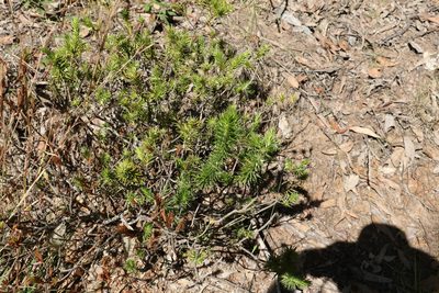 Melichrus adpressus, photographed by Greg Tasney