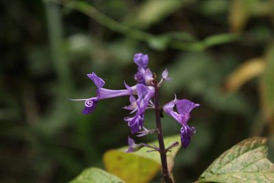 Plectranthus ecklonii, photographed by Corne Brink