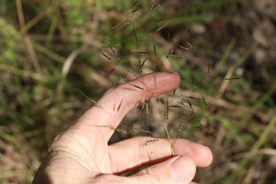 Capillipedium spicigerum, photographed by Greg Tasney