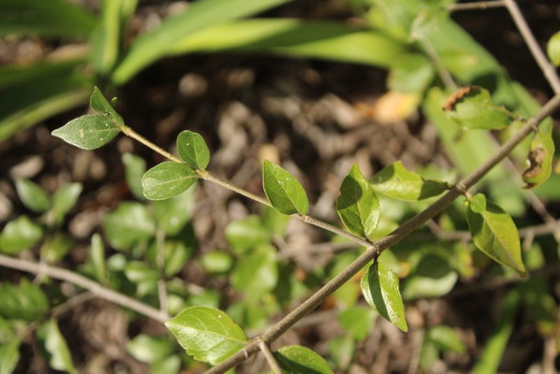 Afrocanthium mundianum, photographed by Corne Brink