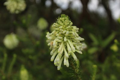Erica sessiliflora, photographed by Corne Brink