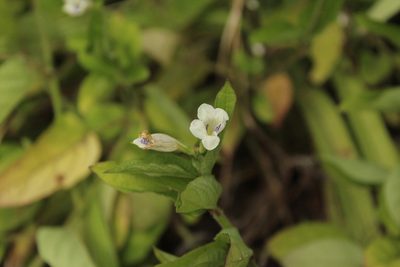 Asystasia intrusa, photographed by Corne Brink