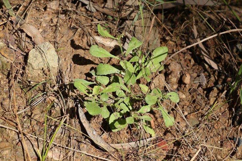 Epaltes australis, photographed by Greg Tasney