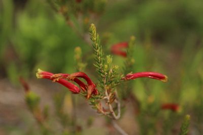 Erica discolor, photographed by Corne Brink