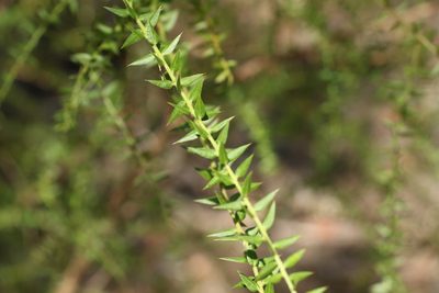 Daviesia umbellulata, photographed by Greg Tasney