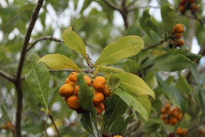 Pittosporum viridiflorum, photographed by Corne Brink