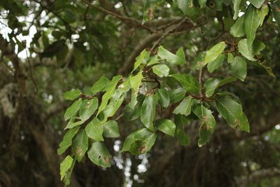 Ficus sur, photographed by Corne Brink