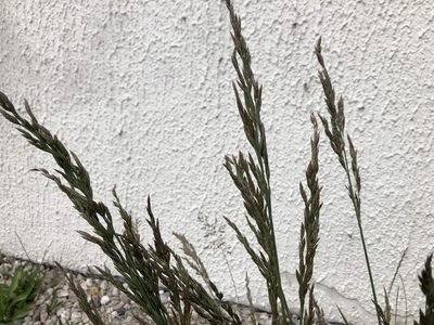 Lolium arundinaceum, photographed by Pavel Kacl