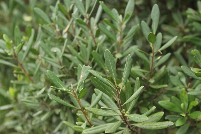 Diospyros dichrophylla, photographed by Corne Brink