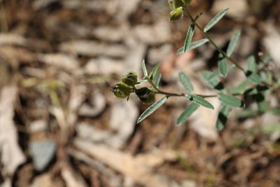 Crotalaria brevis, photographed by Greg Tasney