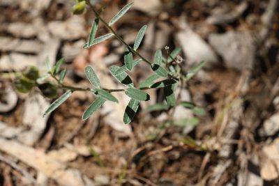 Crotalaria brevis, photographed by Greg Tasney