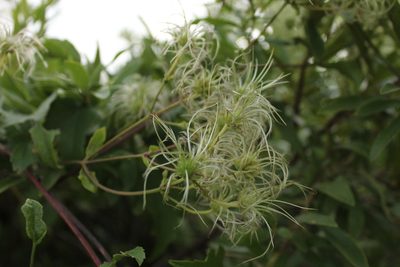 Clematis brachiata, photographed by Corne Brink