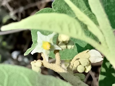 Solanum erianthum, photographed by José Gerardo Velasco