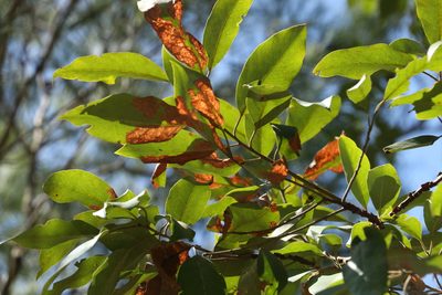 Lophostemon suaveolens, photographed by Greg Tasney