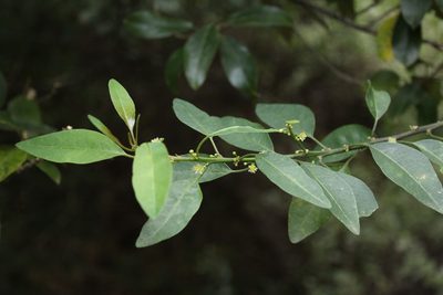 Clutia pulchella, photographed by Corne Brink