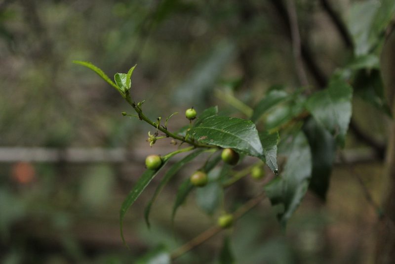 Rhamnus prinoides, photographed by Corne Brink