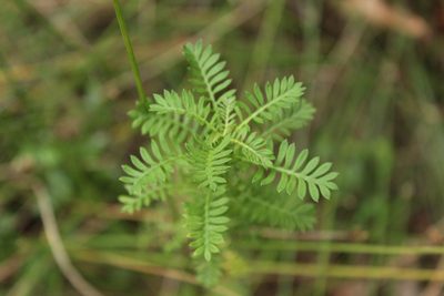 Hippia frutescens, photographed by Corne Brink