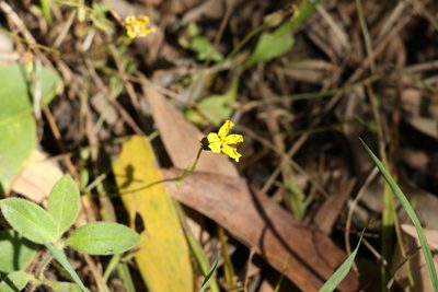 Goodenia mystrophylla, photographed by Greg Tasney