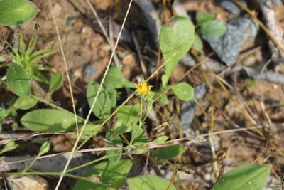 Hypericum gramineum, photographed by Greg Tasney