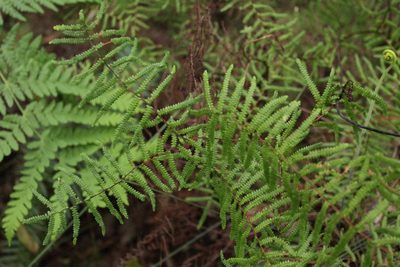 Gleichenia polypodioides, photographed by Corne Brink