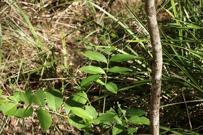 Flindersia australis, photographed by Greg Tasney