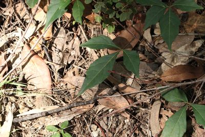 Clematicissus opaca, photographed by Greg Tasney