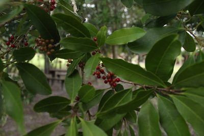 Ilex mitis, photographed by Corne Brink