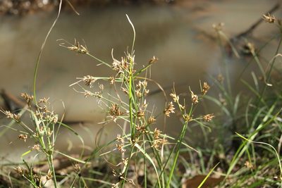 Fimbristylis dichotoma, photographed by Greg Tasney
