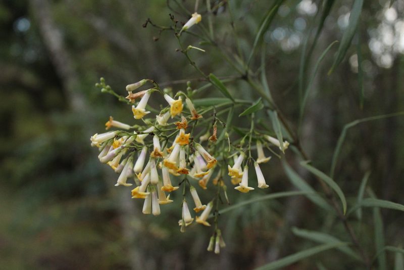 Freylinia lanceolata, photographed by Corne Brink