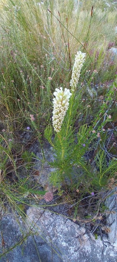 Spatalla longifolia, photographed by Adele SL