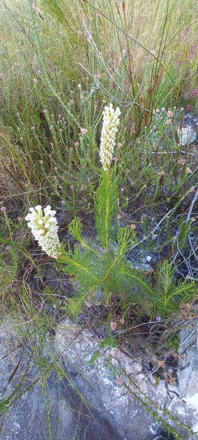Spatalla longifolia, photographed by Adele SL